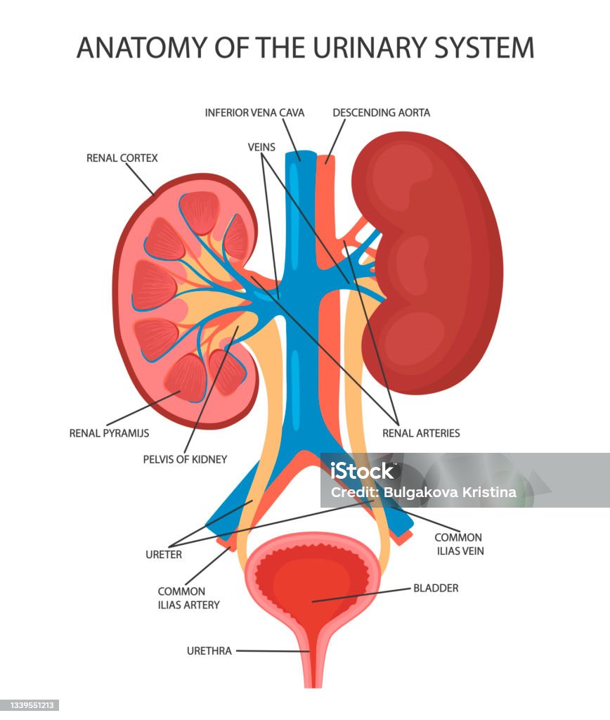 Kidney Diagram